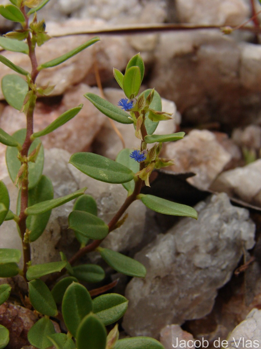 Polygala telephioides Willd. LC